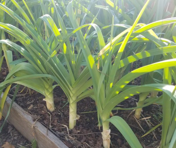 Leeks | The Coeur d Alene Coop