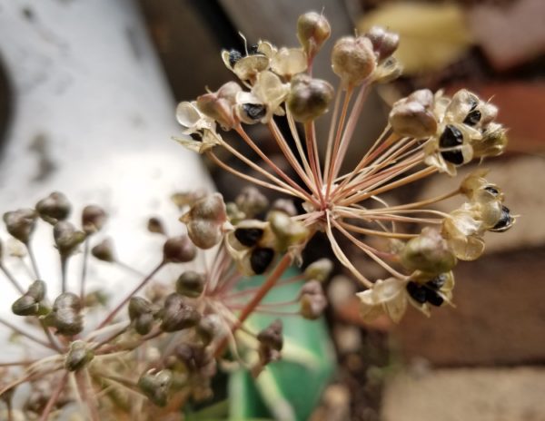 Chives - Garlic, Chinese Chives - Image 3