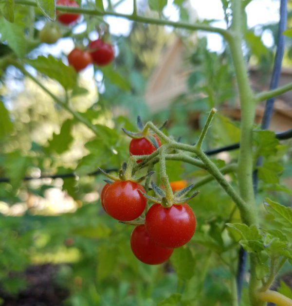 Oaxaca Currant | The Coeur d Alene Coop