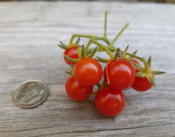 Oaxaca Currant