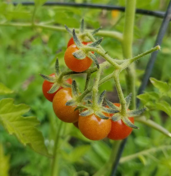 Oaxaca Currant | The Coeur d Alene Coop