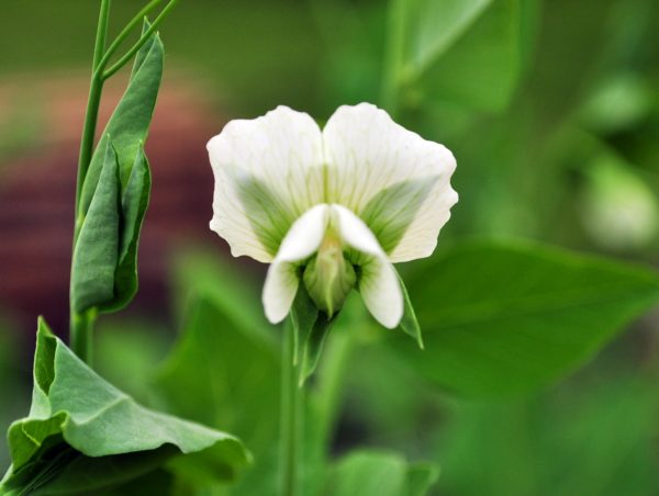 Pea - Sugaree - Image 3