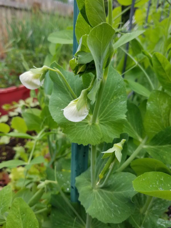 Sugar Ann peas | The Coeur d'Alene Coop
