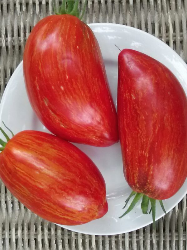 Striped Roman Tomato | The Coeur d Alene Coop