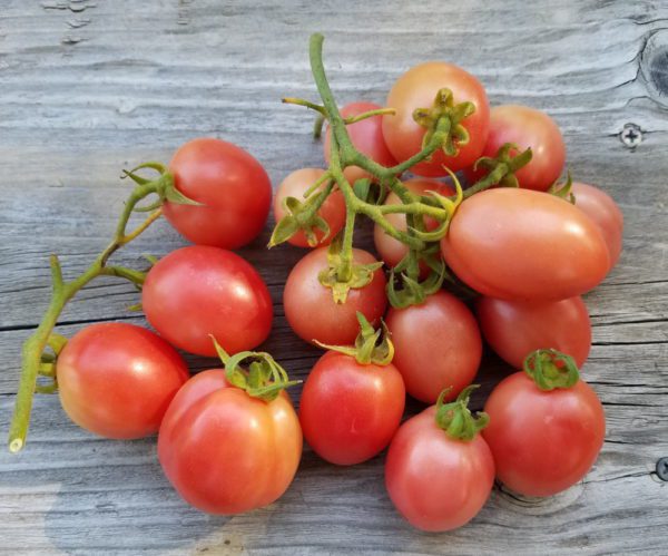 Thai Pink Egg Tomato | The Coeur d Alene Coop