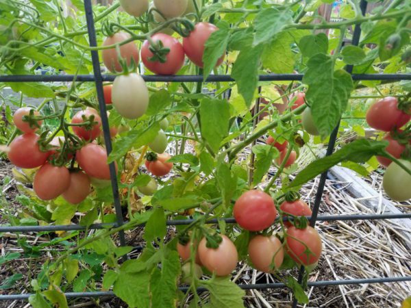 Thai Pink Egg Grape Tomato - Image 3