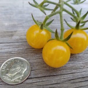 Coyote Tomato | The Coeur d Alene Coop