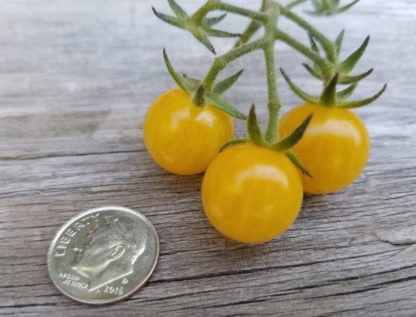 Coyote Tomato | The Coeur d Alene Coop