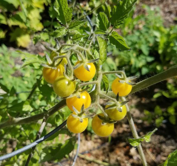 Coyote Currant Tomato - Image 3