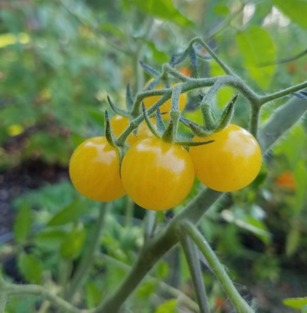 Coyote Currant Tomato - Image 4