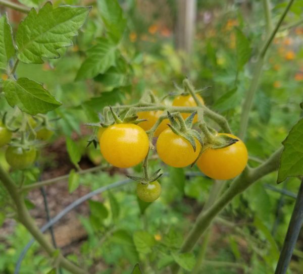 Coyote Currant Tomato - Image 2
