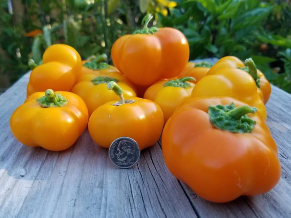 Doe Hill Pepper | The Coeur d Alene Coop