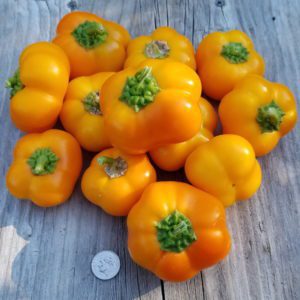 Doe Hill Mini Orange Pepper | The Coeur d Alene Coop