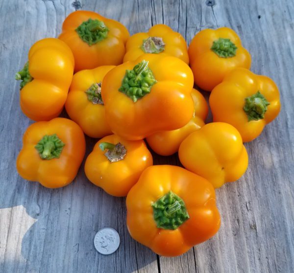 Doe Hill Mini Orange Pepper | The Coeur d Alene Coop