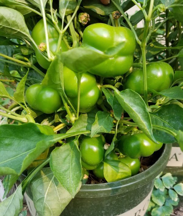 Doe Hill Peppers green | The Coeur d Alene Coop