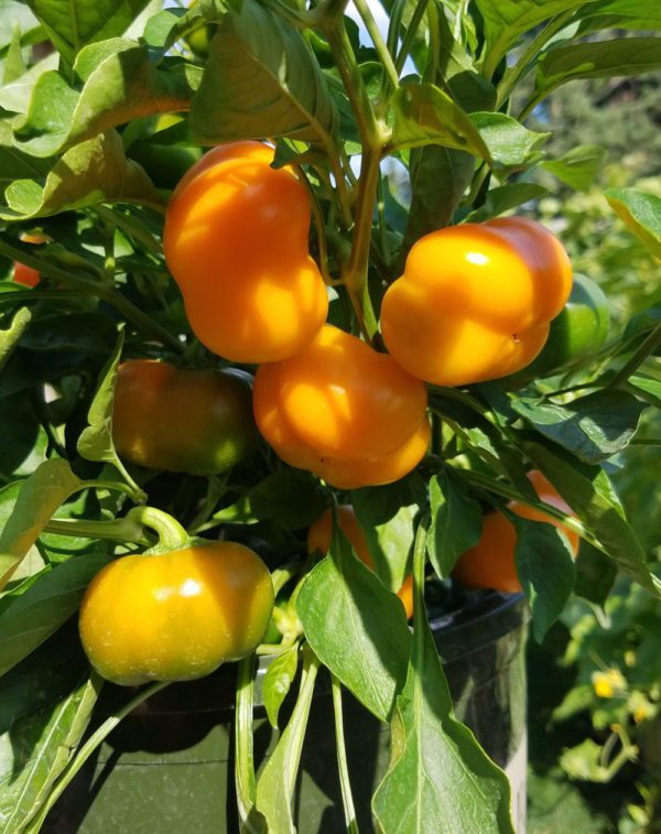 Doe Hill Mini Bell Pepper - Image 4