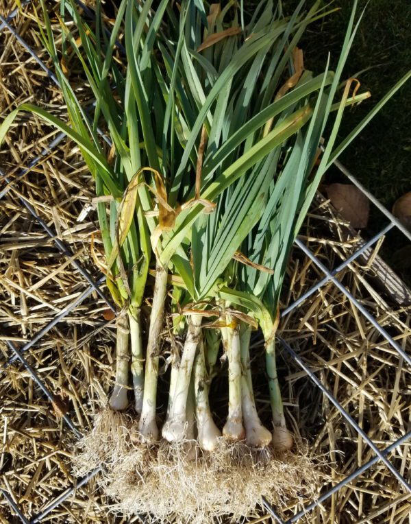 Leeks, King Richard - Image 3