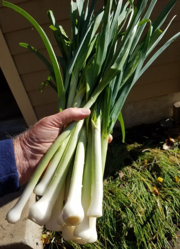 Leeks, King Richard | The Coeur d Alene Coop
