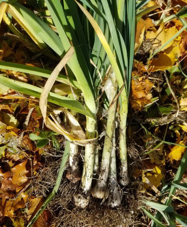 Leeks, King Richard - Image 4