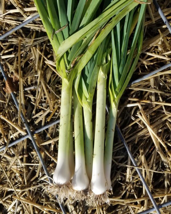 Leeks King Richard | The Coeur d Alene Coop