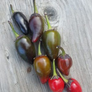 Purple Jalapeno | The Coeur d Alene Coop