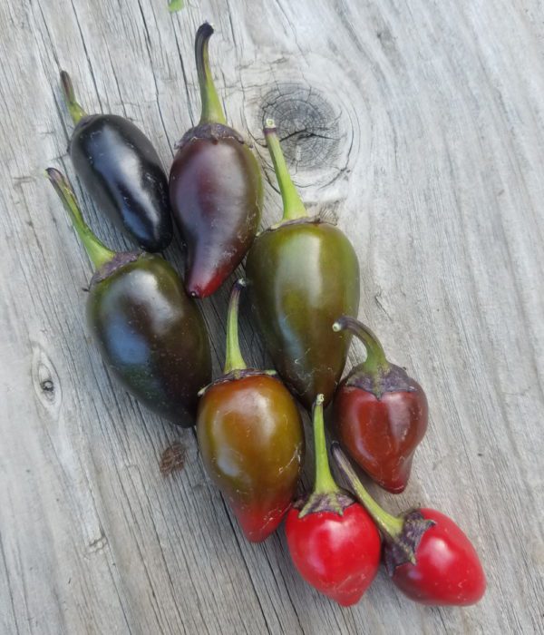 Purple Jalapeno | The Coeur d Alene Coop