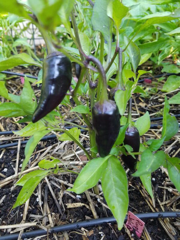 purple jalapeno | The Coeur d Alene Coop