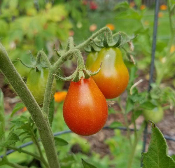 Red Fig Cherry Tomato | The Coeur d Alene Coop