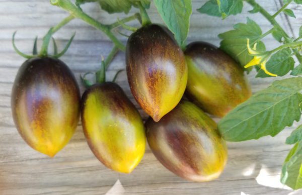 brad's atomic grape tomato | The Coeur d Alene Coop