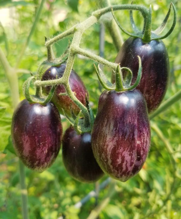Brad's Atomic Grape Tomato - Image 2