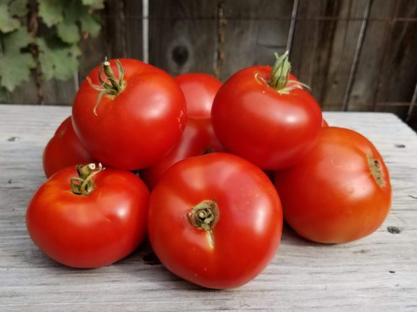 Sasha's Altai Tomato