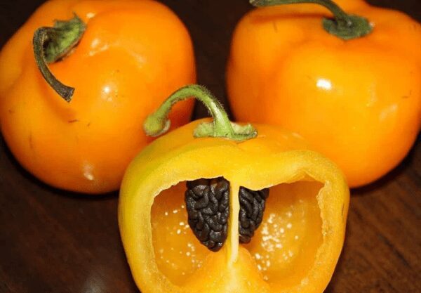 Manzano Chile Pepper | The Coeur d Alene Coop
