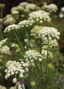 Carrot flowers | The Coeur d Alene Coop