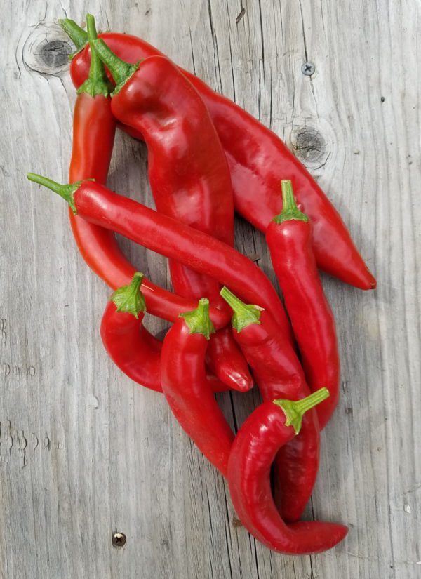 Guajillo Chile Pepper - Image 2