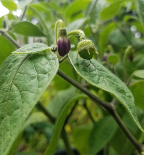 Manzano Chile Pepper | The Coeur d Alene Coop