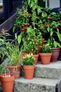 Stoop Garden | The Coeur d Alene Coop