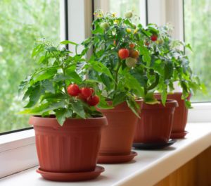 dwarf tomatoes | The Coeur d Alene Coop