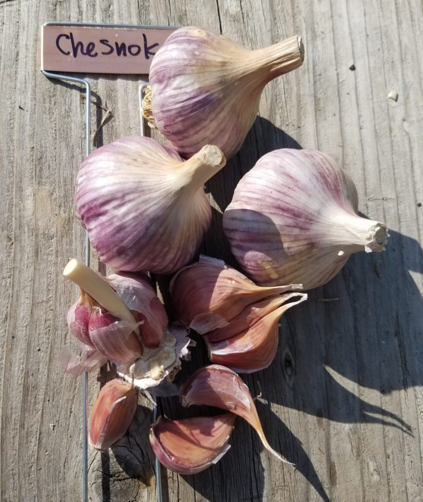 Chesnok Red Garlic