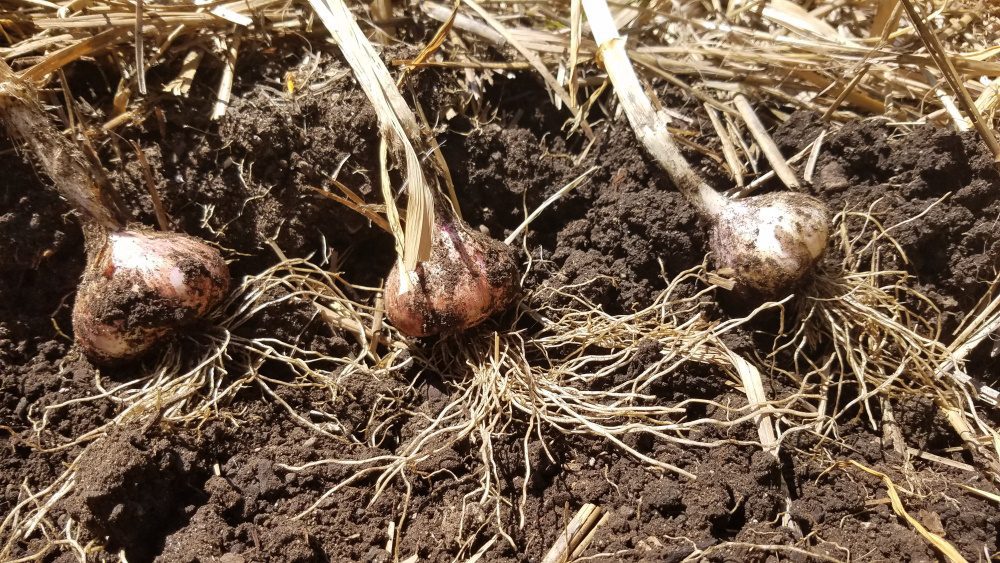 Garlic Harvest dry soil | The Coeur d'Alene Coop