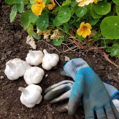 Garlic Types to Grow in the Home Garden