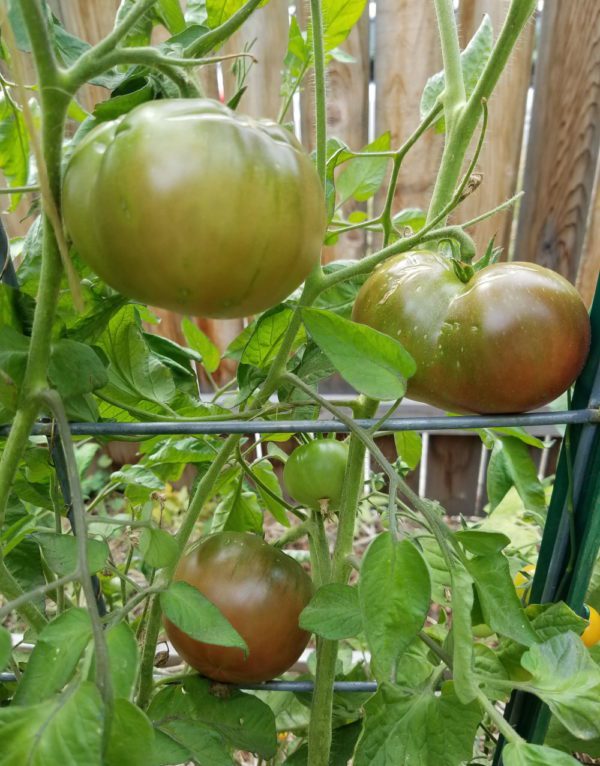 Black Brandywine tomatoes on the vine | The Coeur d Alene Coop