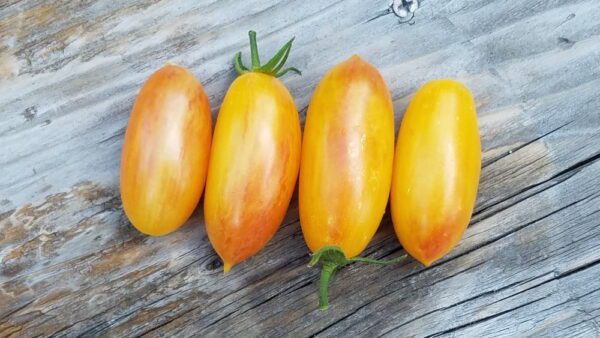 Blush Cherry Tomato | The Coeur d Alene Coop