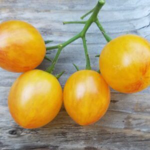 Sunrise Bumble Bee | The Coeur d Alene Coop