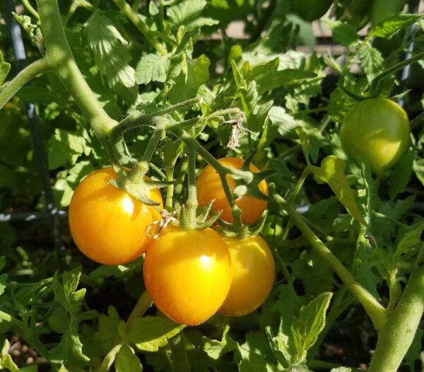 Sunrise Bumble Bee | The Coeur d Alene Coop
