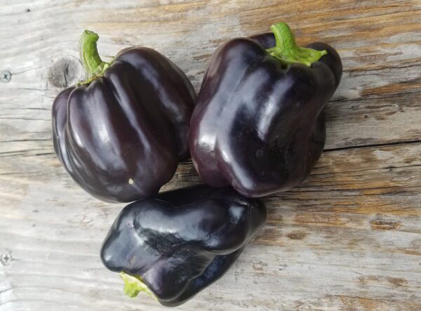 Purple Beauty Bell Pepper