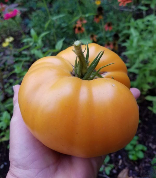 Yellow Brandywine Tomato | The Coeur d Alene Coop