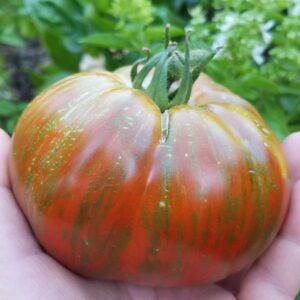chocolate stripes tomato | The Coeur d Alene Coop