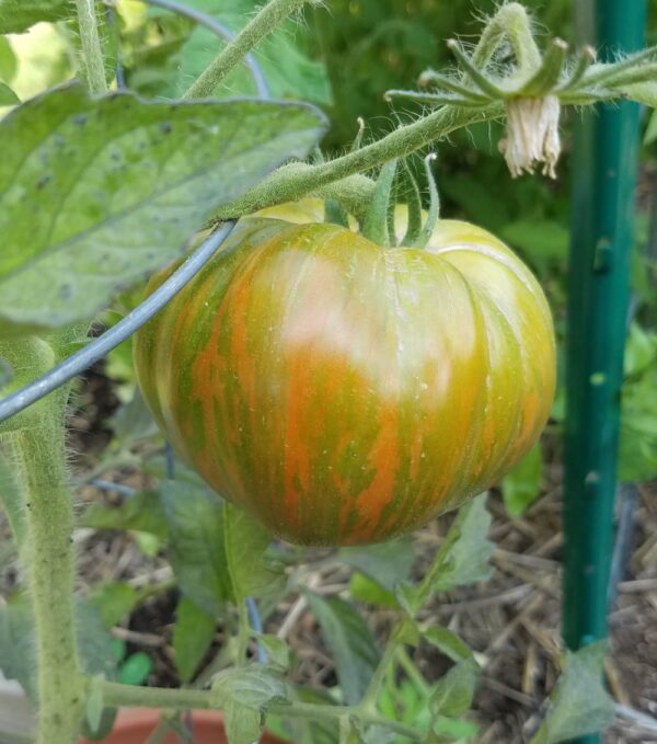 chocolate stripes underripe | The Coeur d Alene Coop