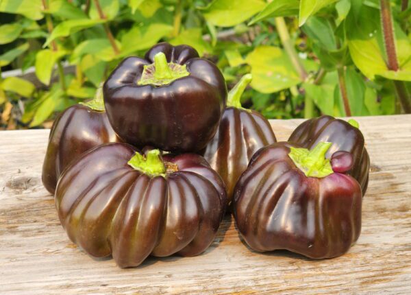 Purple Beauty Bell Pepper | The Coeur d Alene Coop