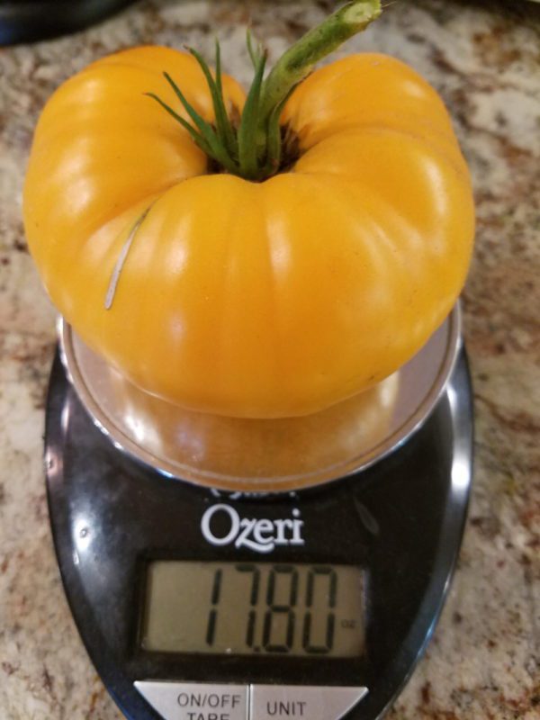 Yellow Brandywine Tomato on scale | The Coeur d Alene Coop